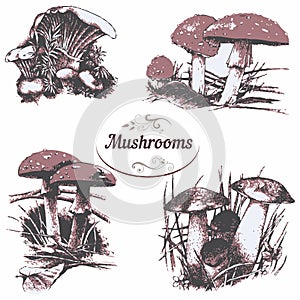 Set of drawings mushrooms