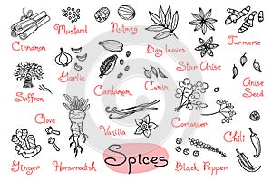 Set drawings of spices for design menus, recipes and packages product