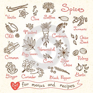 Set drawings of spices for design menus, recipes photo