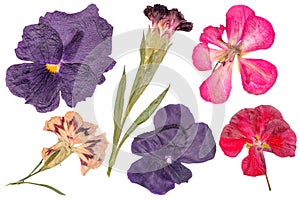 Set of dried flowers. Carnation buds, geraniums, pansies. Dry the plant cutout. Herbarium. Drie flower isolated