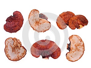 Set of dried lingzhi mushroom isolated on white photo