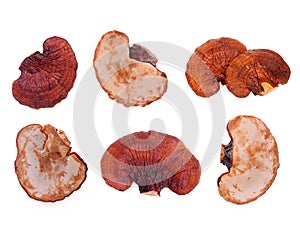 Set of dried lingzhi mushroom isolated on white