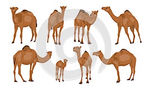 Set of Dromedary camels Camelus dromedarius. Adult camels and their calves stand and walk.