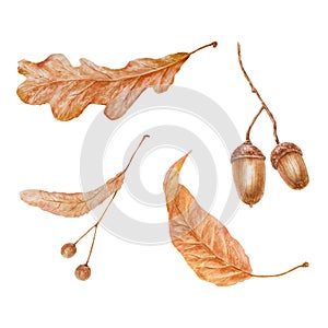 Set of dry brown leaves, linden seeds, oak acorn. Watercolor hand drawn illustration of forest plant element. Floral