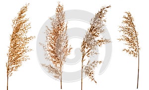 Set of dry flowers Cortaderia Selloana isolated on white background