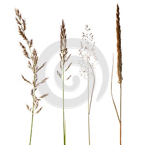 Set of dry grass isoalated on white