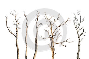 Set of dry tree branch isolated on white