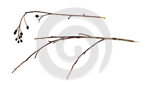 Set of dry twigs with black berries