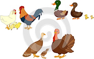 Set of duck, duckling, drake, cock, hen, chicks, turkey mother,
