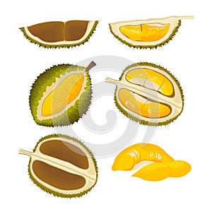 Set of Durian Asian Tropical Fruit