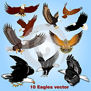 set of eagles in flight in the sky