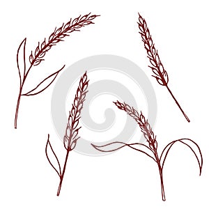 Set of ears of rice hand drawn illustration, vector