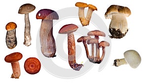 Set of edible mushrooms