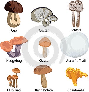 Set of edible mushrooms