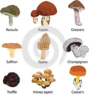 Set of edible mushrooms