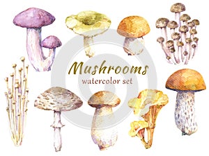 Set of edible mushrooms - birch bolete, russula, honey mushroom, champignon, chanterelle, enoki, tricholoma and porcini.