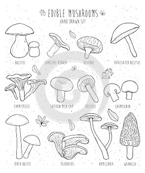 Set of edible mushrooms with titles on white background.