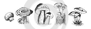 Set of edible wild forest mushrooms photo