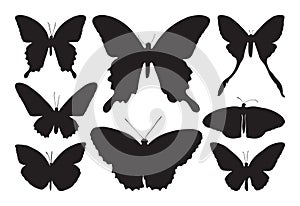Black butterfly icon isolated on white background