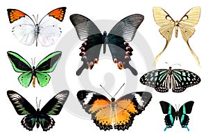 Set of eight colorful various butterfly isolated on white background with clipping path