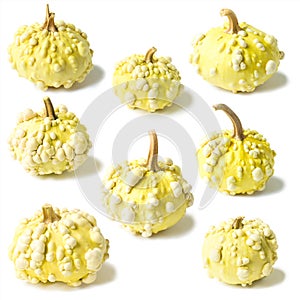 Set of eight yellow warty decorative pumpkin