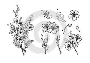 Set of elements of a blossoming branch of sakura, apple tree, peach. Realistic line drawing of beautiful flowers with