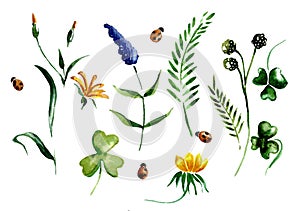 Set of elements of spring wildflowers and herbs.