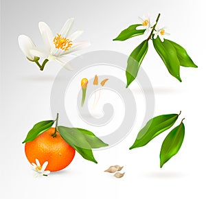 Set of elements of the structure of a mandarin or tangerine citrus plant. Flower, fruit, leaves, twig, stamens, pistil