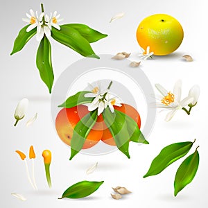 Set of elements of structure of mandarin or tangerine citrus plant. Flower, petals, fruit, leaves, branch, stamens, pistil and