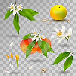 Set of elements of structure of mandarin or tangerine citrus plant. Flower, petals, fruit, leaves, twig, stamens, pistil and bones