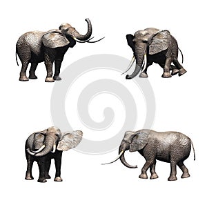 Set of elephant in different movements on white background