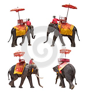 Set of elephant for tourists ride tour of the ancient city in Th