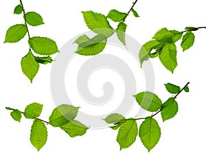 Set of elm branches with leaves. young spring branch with green leaf isolated on white background. Nature, greenery