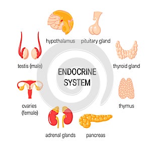 Set of endocrine organs. Simple vector infographic in flat style