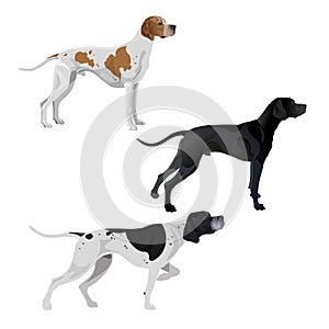 English pointer dogs