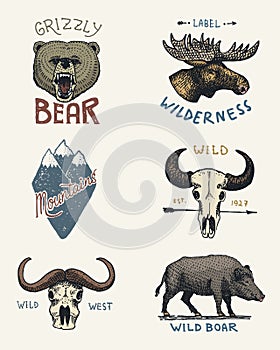 Set of engraved vintage, hand drawn, old, labels or badges for camping, hiking, hunting with moose, grizzly bear. boar