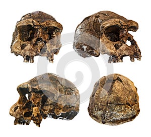 Set of erectus skull . Discovered in 1969 in Sangiran , Java , Indonesia . Dated to 1 million years ago . front . side . ob