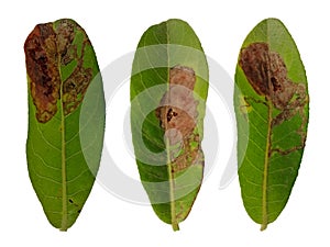 Set of Eucalyptus leaves have spots isolated on white background