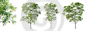 Set of eucalyptus trees isolated on white background with selective focus closeup. 3D render.