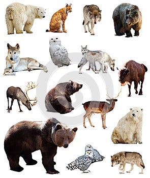 Set of european animals. Isolated over white