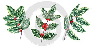 Set with European holly branches. Fresh green ilex leaves with bunch of red berries. Watercolor illustration isolated on white