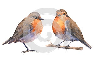 Set of european robin bids