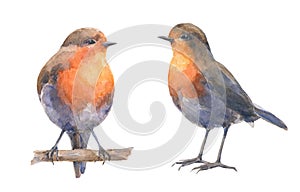 Set of european robin bids