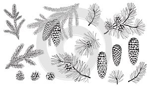 Set of evergreen branches, pine tree, fir, spruce coniferous plants. Illustration of christmas floral decorations isolated on