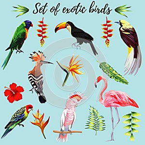 Set of exotic birds