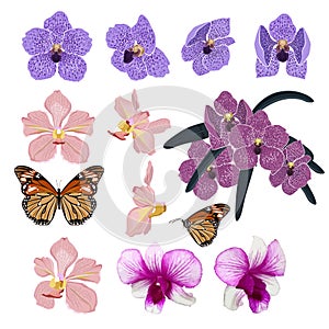 Set of Exotic Blooming and beautiful orchid flowers and botanical plants ,butterfly hand drawn vector illustration stylish and