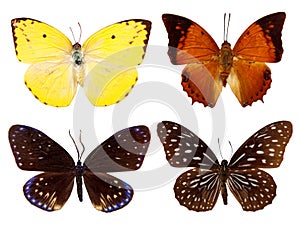 Set of exotic butterfly