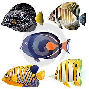 A set of exotic fish isolated