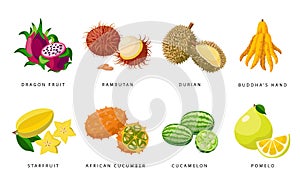 Set of Exotic fruits detailed vector icons, tropical fruits illustrations isolated on white background.
