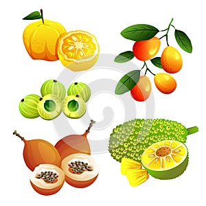 set of exotic fruits vector file